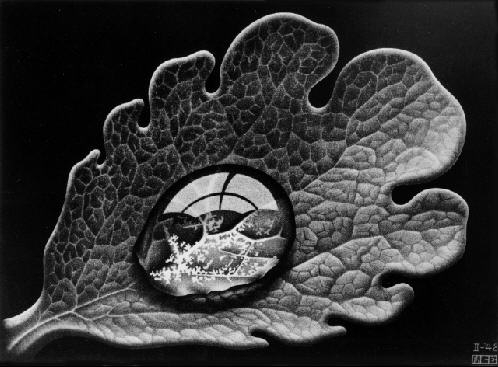 M.C. Escher -- Dewdrop - 1948 - www.mcescher.com