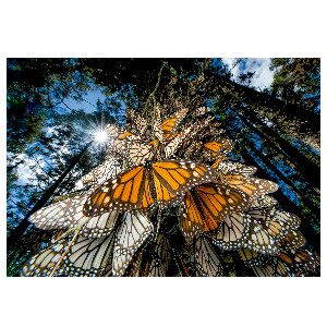 Mariposas Monarca National Geographics