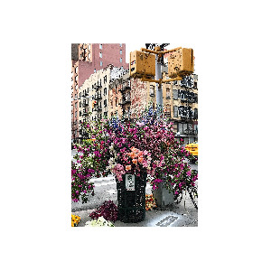 Flores en New York