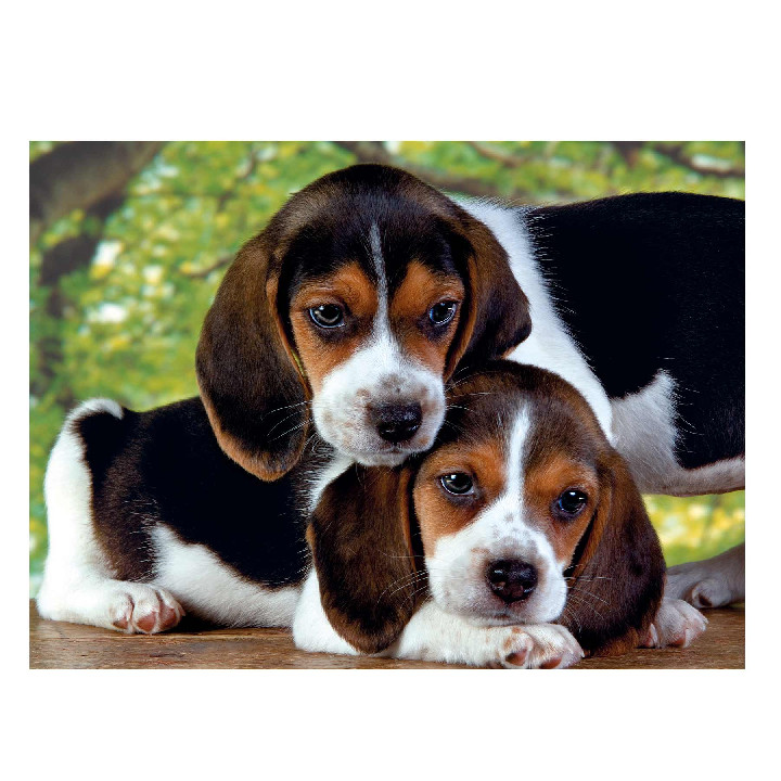 Perros Beagles