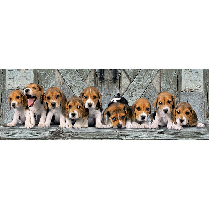Perros Beagles