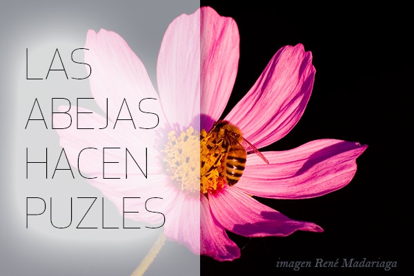 Las abejas también hacen puzzles