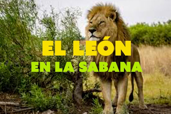 Por qué el león es el rey de la selva? Blog de 