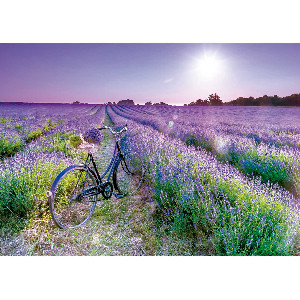 Bicicleta en el campo de lavanda