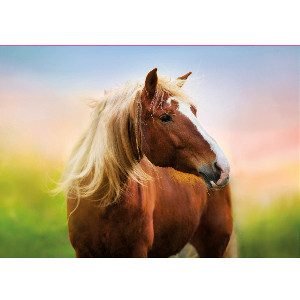 Caballo en el atardecer*