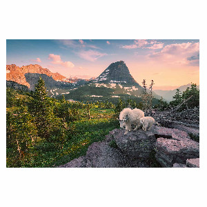 Cabra y cabrito en Glacier National Park Montana