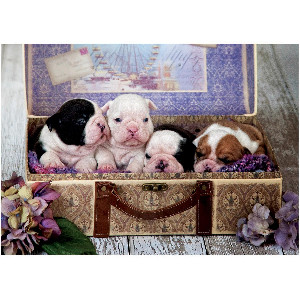 Cachorros*