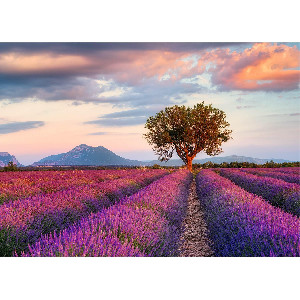 Campo de lavanda