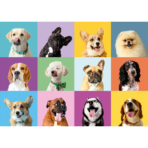 Caras perros