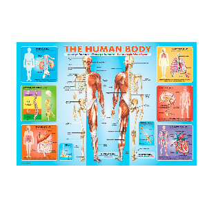 Cuerpo humano