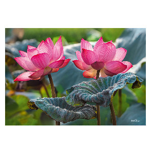 Flores de Loto Rosa