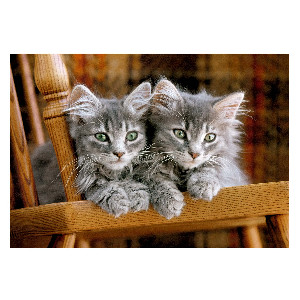 Gatos