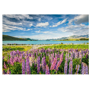 Lupins en el lago Tekapo en Nueva Zelanda