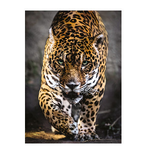 Leopardo