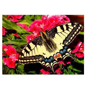 Mariposa