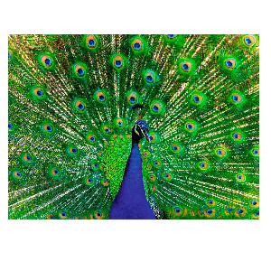 Pavo real