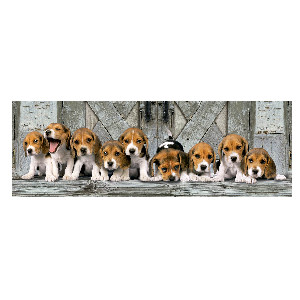 Perros Beagles