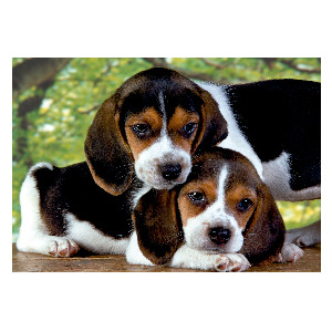 Perros Beagle