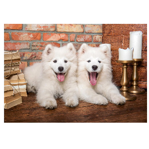 Perros samoyedo