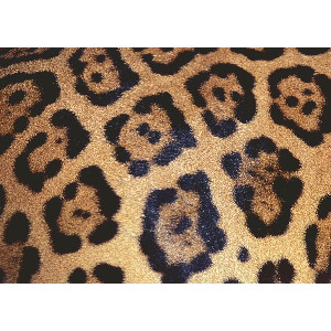 Imposible Jaguar*