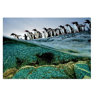 Pinguinos de National Geographics