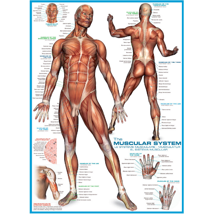 Sistema muscular ( Ref:  0000002015 )