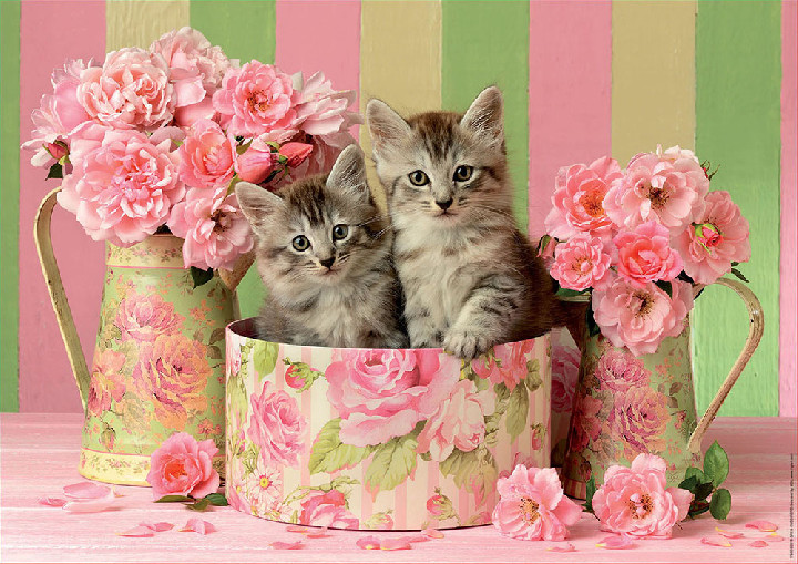 gatitos con rosas* ( Ref:  0000017960 )
