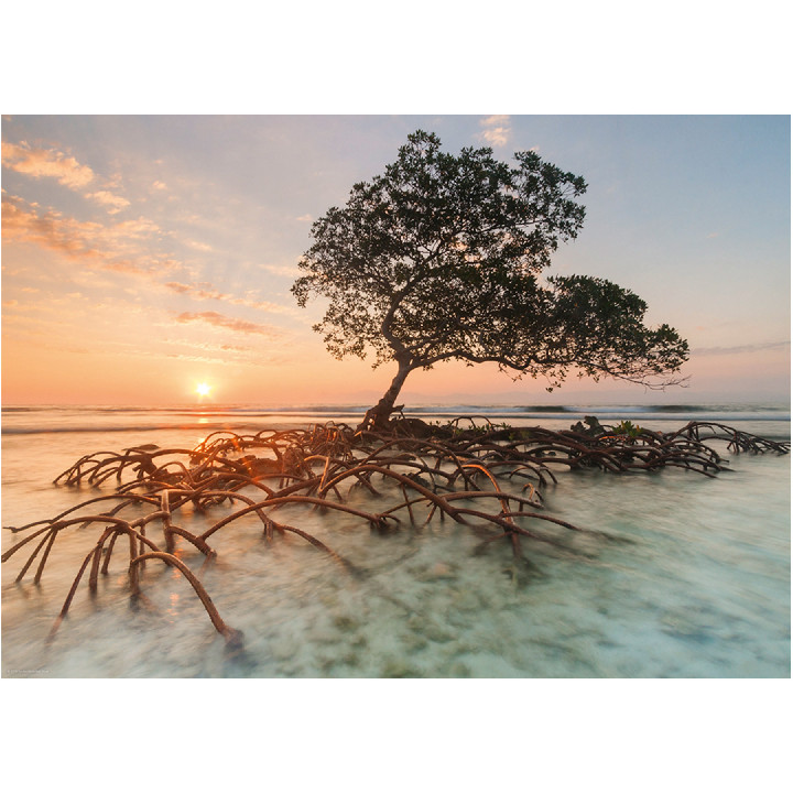 Red Mangrove ( Ref:  0000029856 )