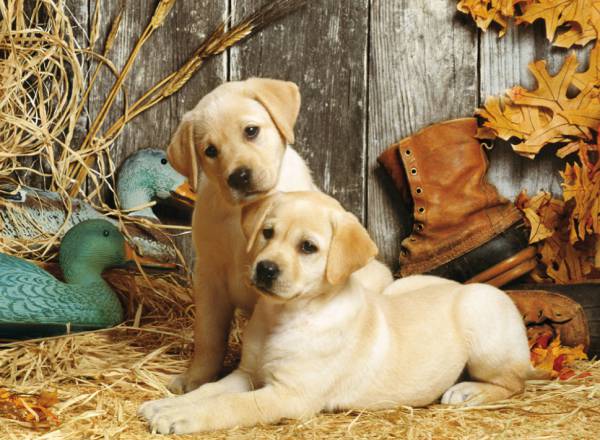 Labradores blancos en la granja