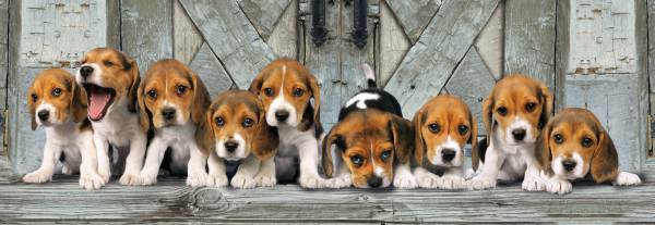 Cachorros Beagles