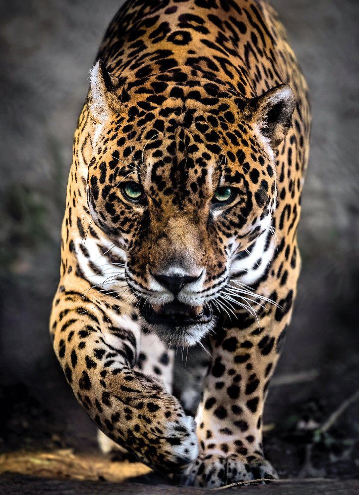 Leopardo ( Ref:  0000039326 )