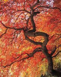 Rompecabezas de árbol japonés