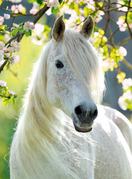 Caballo blanco