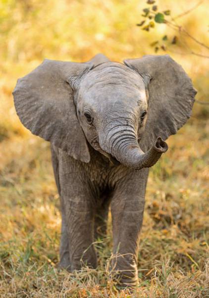 puzzle-clementoni-puzzle-de-104-piezas-elefante-beb-peque-o-ref