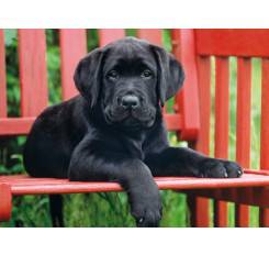 Perro labrador negro