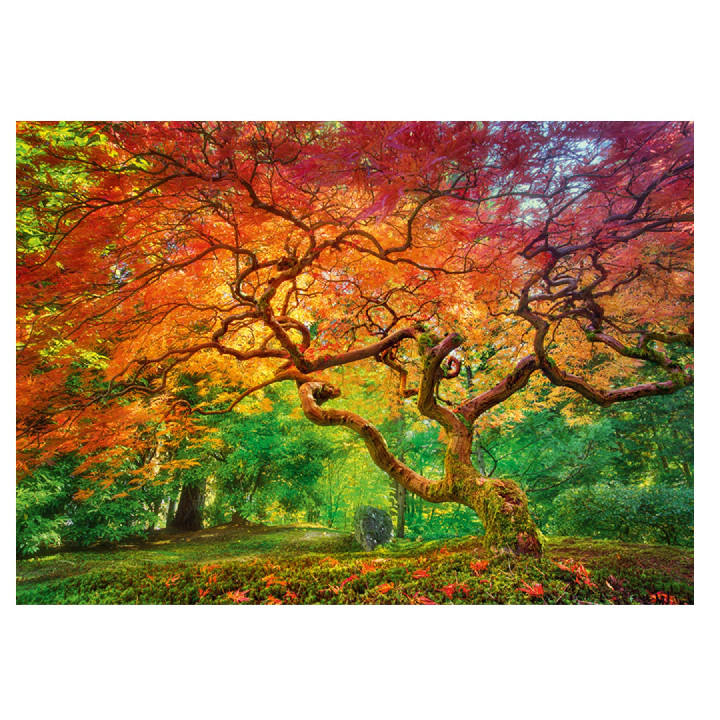 Bosque en otoño