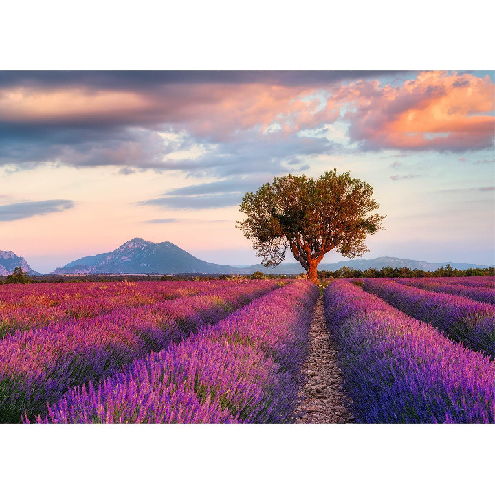 Campo de lavanda