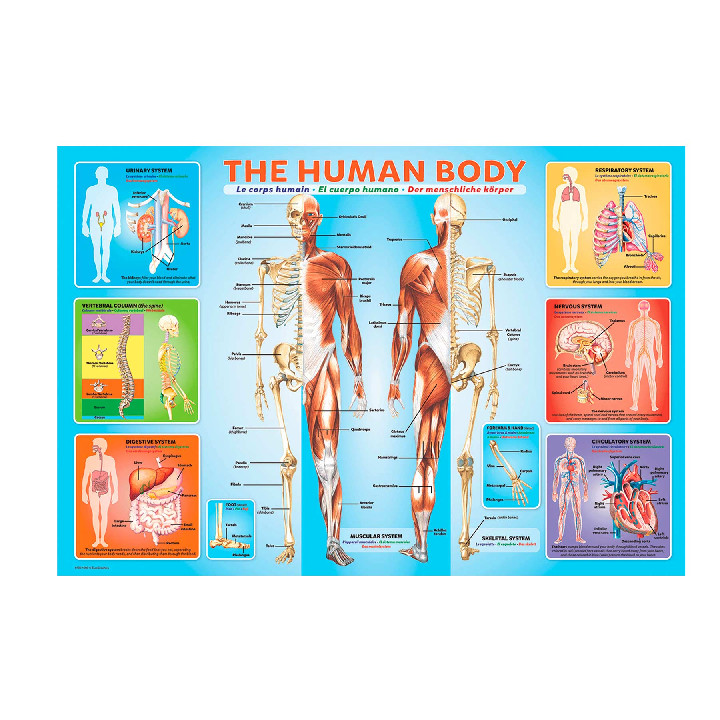 Cuerpo humano