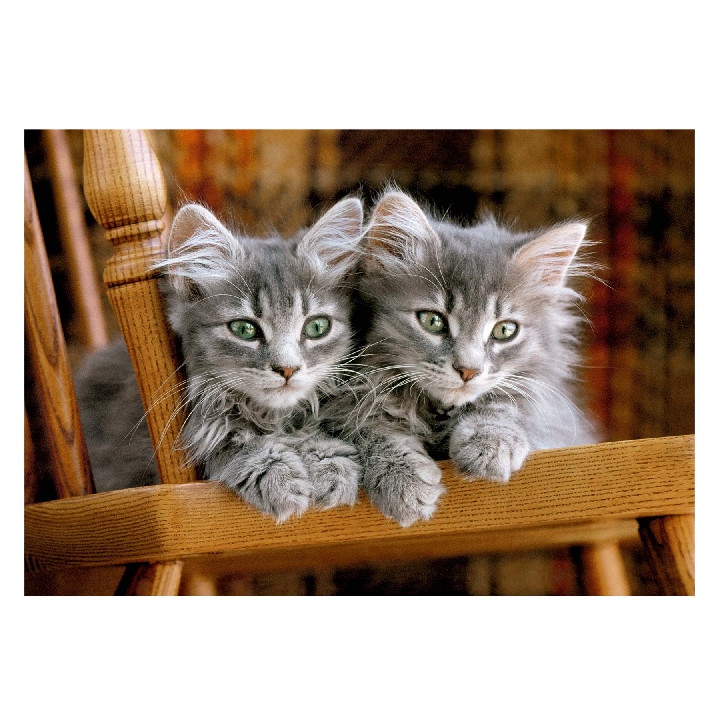 Gatos