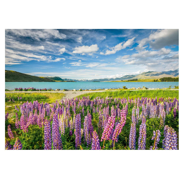 Lupins en el lago Tekapo en Nueva Zelanda