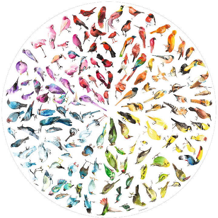 Pajaros
