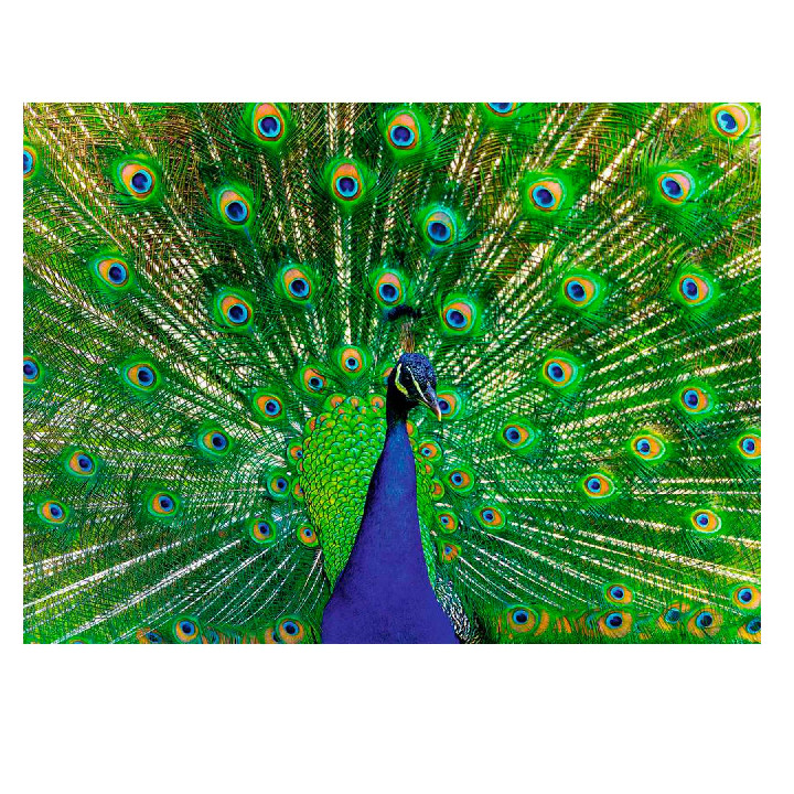 Pavo real