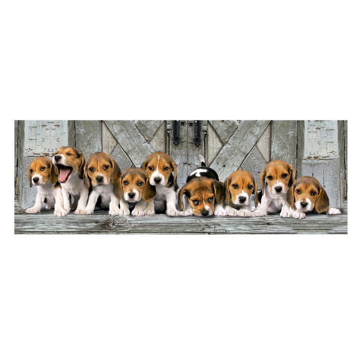 Perros Beagles