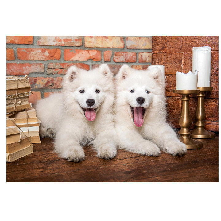 Perros samoyedo