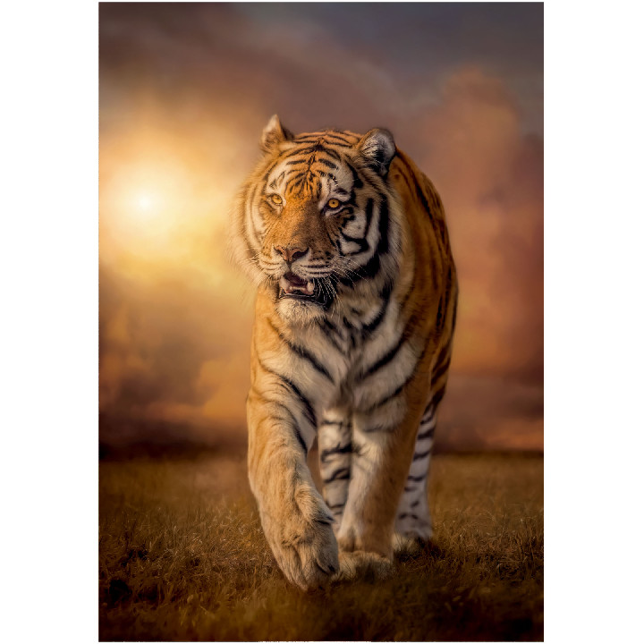 Tigre*